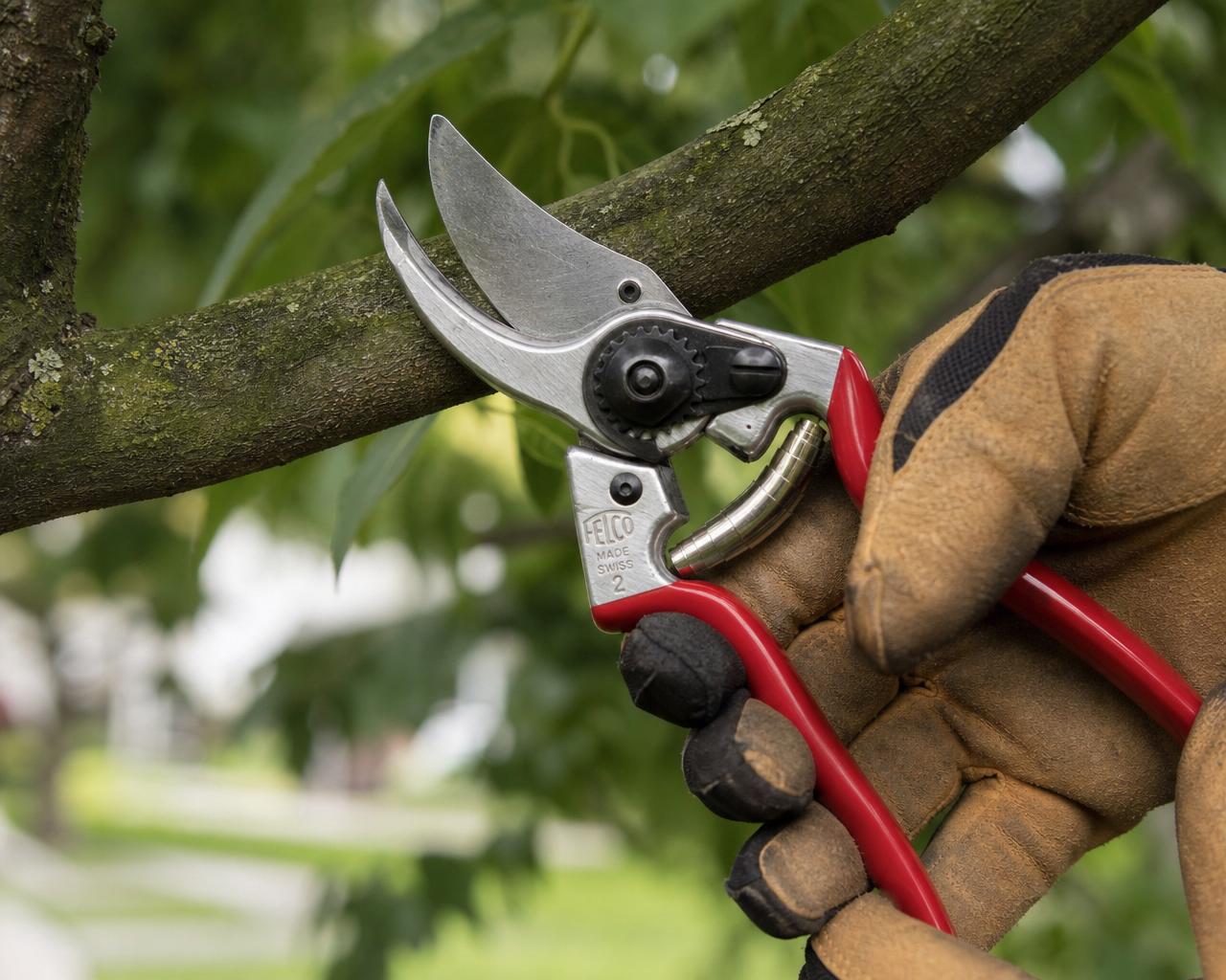 Tree Pruning & Trimming — Tree Daddy crew at work in a Lansing-area residential property
